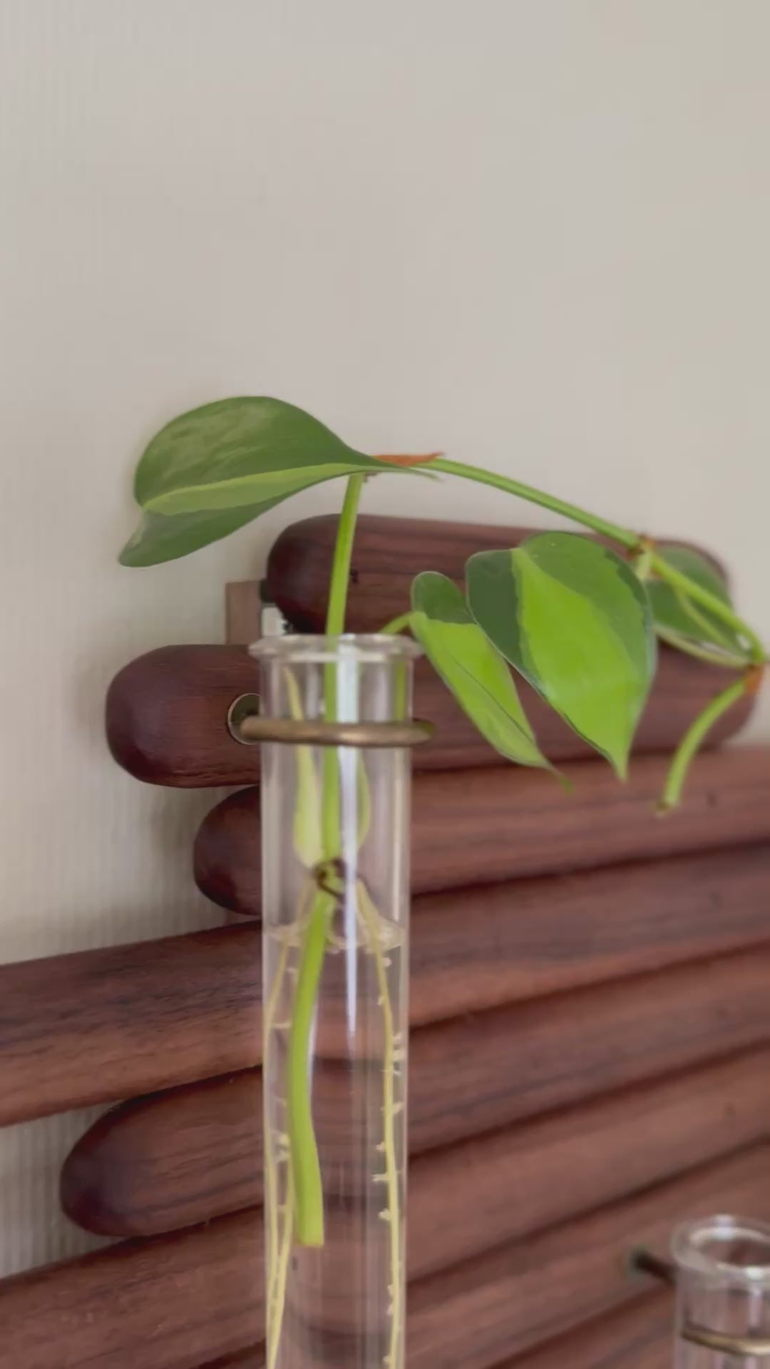 Plant Propagation Station Wall Art - Handmade Boho Decor